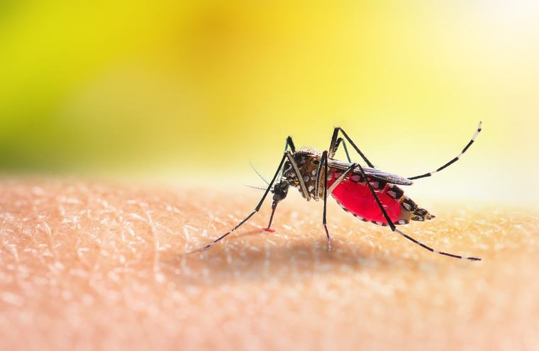 Dangerous mosquito-borne virus spreads in Florida as officials warn of rising cases