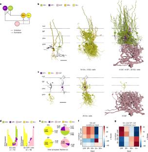 Connectome analysis of a cerebellum-like circuit for sensory prediction