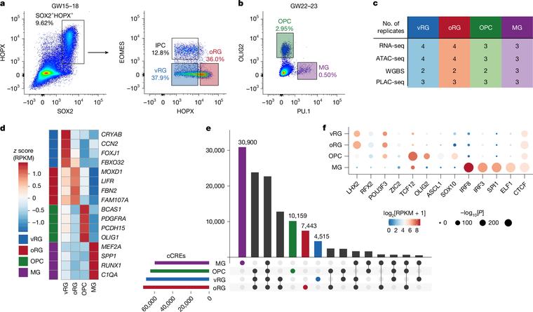 3D epigenome of glial cell types in developing human cortex