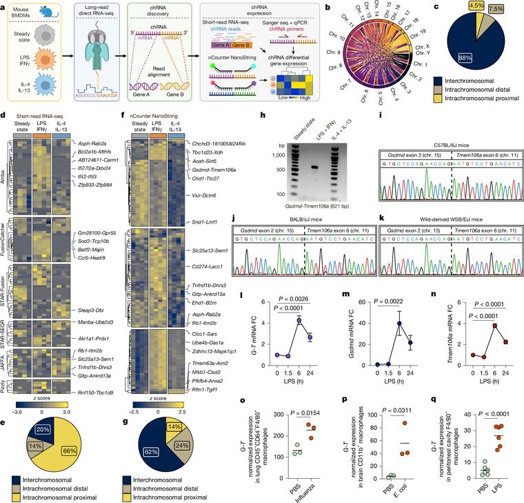 Functional chimeric mRNAs encode proteins in mammalian immunity