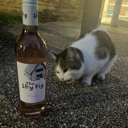 The pet I’ll never forget: Harold, the halls of residence cat, who looked after me when I first left home
